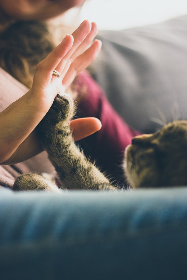 cat high-fiving person's hand