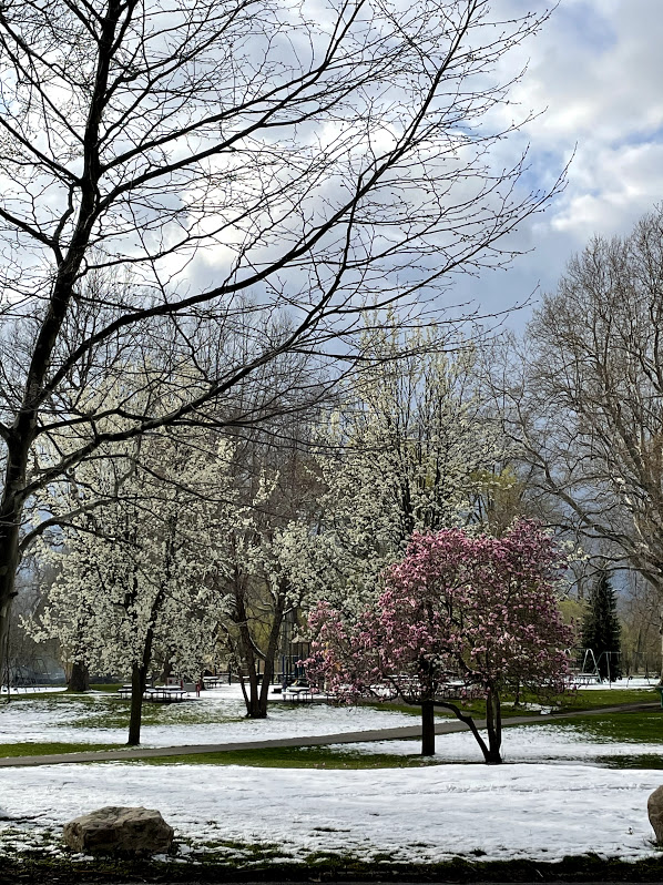 trees in bloom 