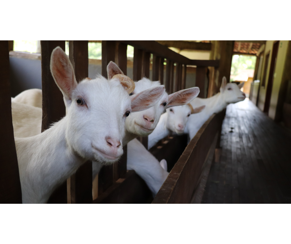 cute white goats behind a wooden fence