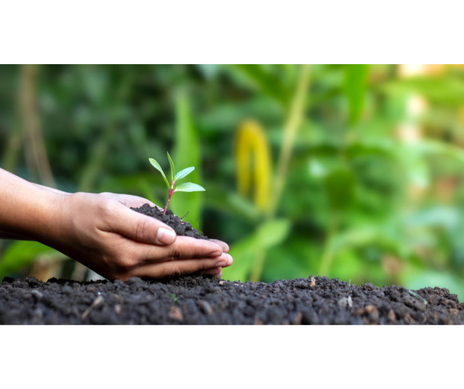 hands planting a seedling