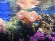 coral-under-the-sea-sea-life-457251
