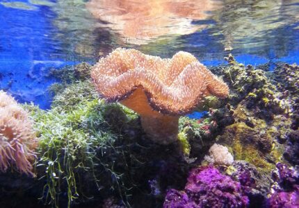 coral-under-the-sea-sea-life-457251