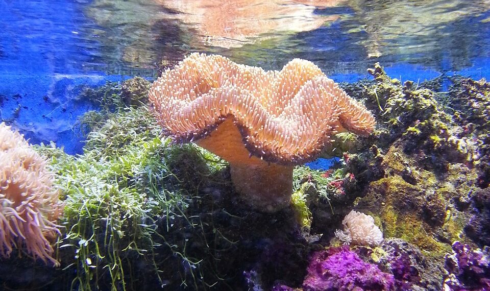 coral-under-the-sea-sea-life-457251