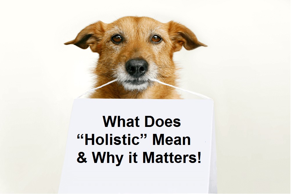 Dog holding sign that says what does 'holistic' mean & why it matters