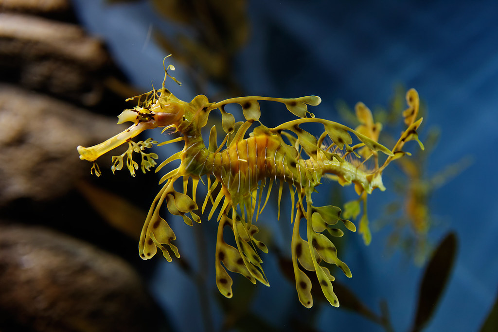 Leafy Sea Dragon