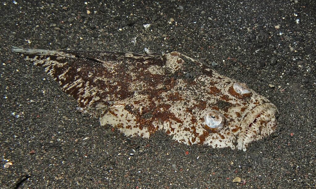 Northern Stargazer