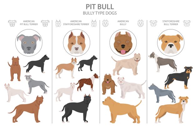 facts about pit bull breed chart