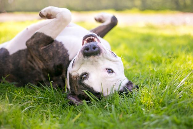 pit bull facts- pit bull being clownish