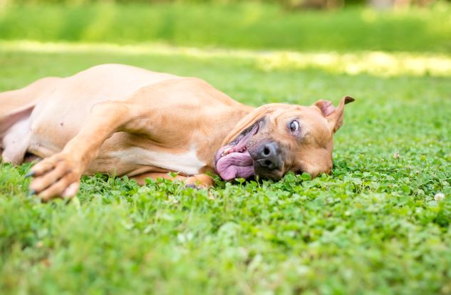 facts about pit bulls they love being goofy