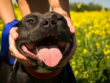 pit-bull-facts-happy