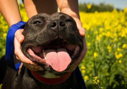 pit-bull-facts-happy