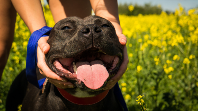 pit-bull-facts-happy