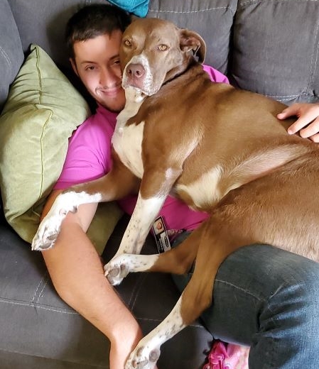 pit bull laying on man being affectionate