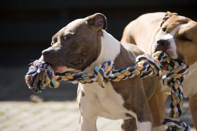 two pit bulls playing tug-of-war