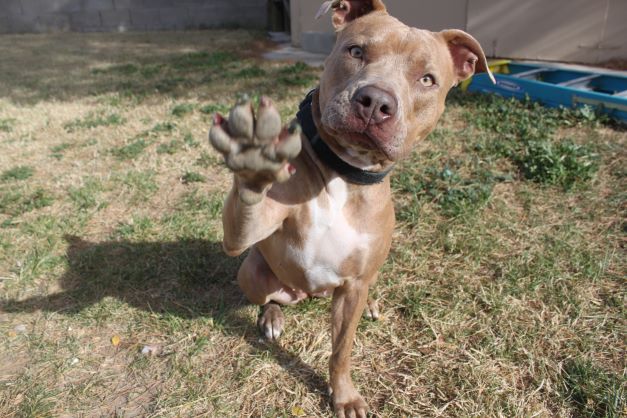 pit bull facts that they are intelligent and can say hi