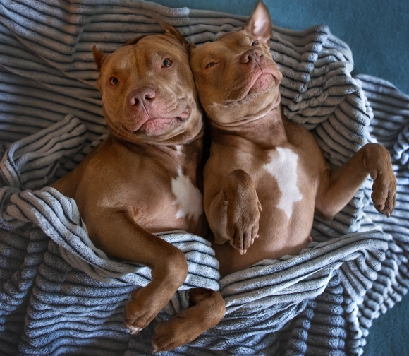 facts- two pit bulls love cuddling under blankets