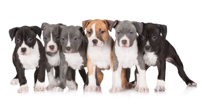 pit bull puppies