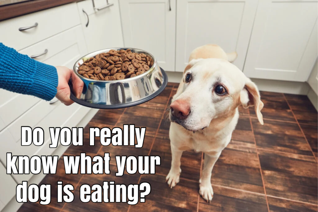 Dog being handed kibble in a bowl asking do you really know what your dog is eating?