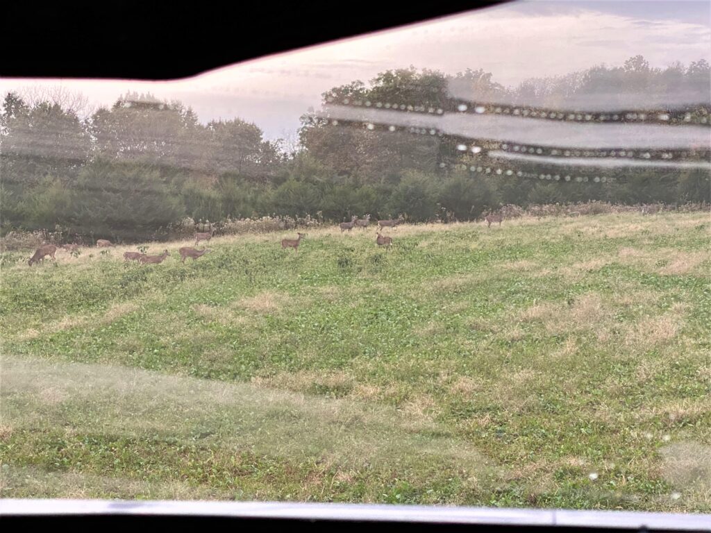 deer from inside a hunting blind