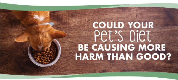 could your pet's diet be causing more harm than good image