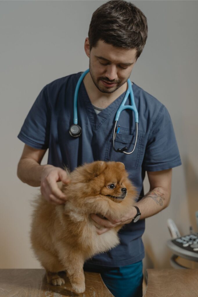 Dog with a veterinarian