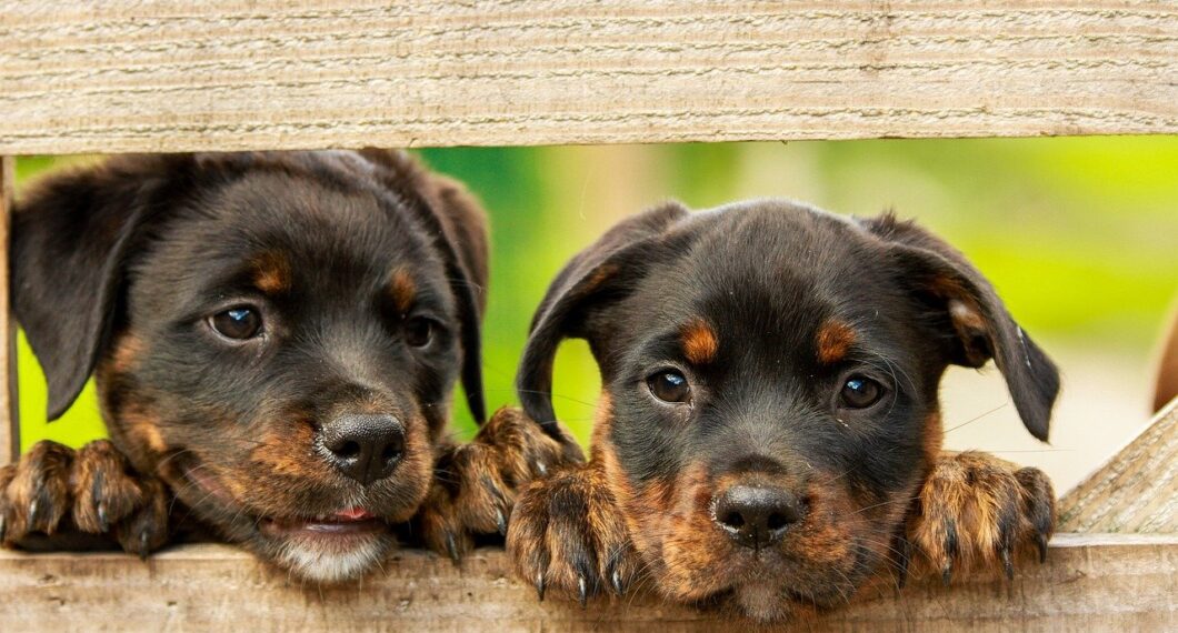 rottweiler-puppy-dog-1785760