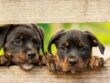 rottweiler-puppy-dog-1785760