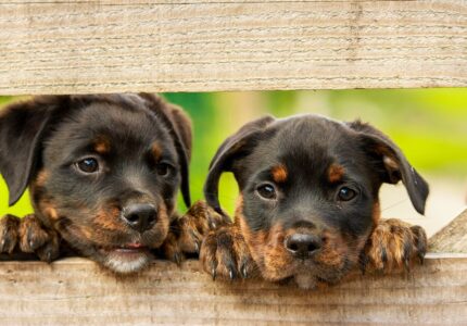 rottweiler-puppy-dog-1785760
