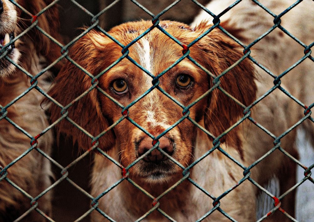 Dog in an animal shelter