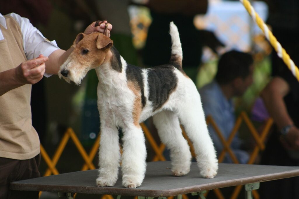 Show dog meeting AKC standards