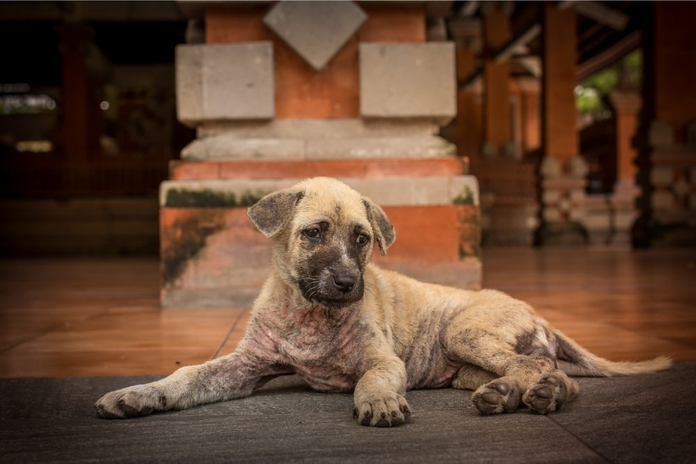 Puppy with health issues