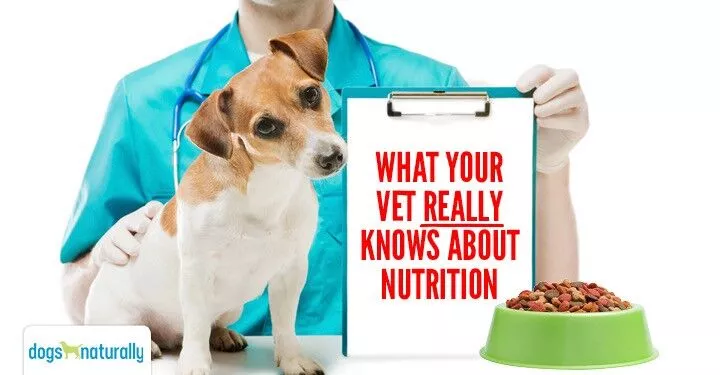 what your vet really knows about nutrition image