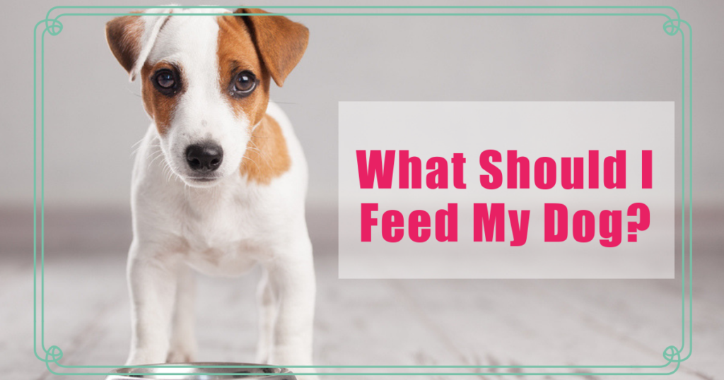 image showing a dog and a message that says 'what should I feed my dog?'