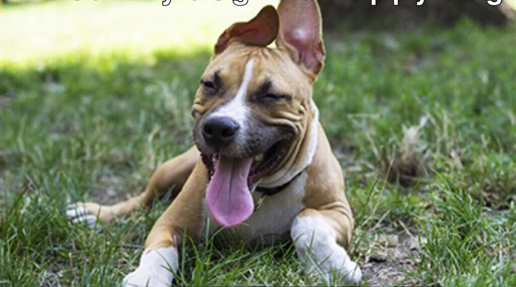 holi-dog