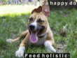 holi-dog