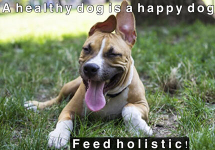 holi-dog
