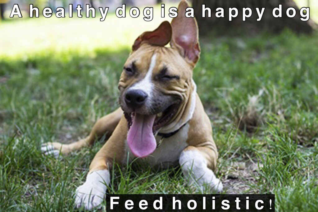 a pic showing a happy dog with a message that says a healthy dog is a happy dog. feed holistic.