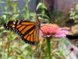 butterflyonzinnia