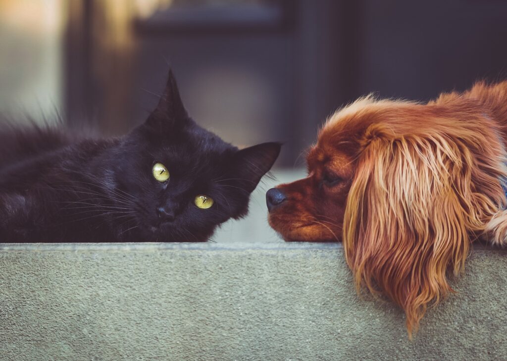 dog and cat laying down as friends