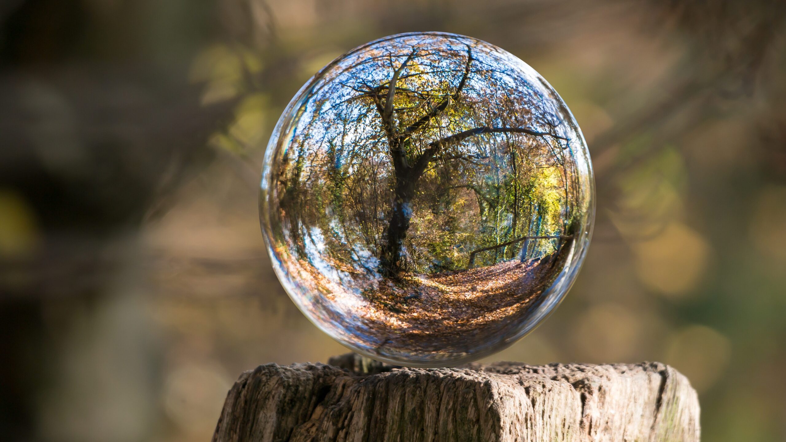 sustainable forest ecosystem in crystal on top of wood against blurred forest background
