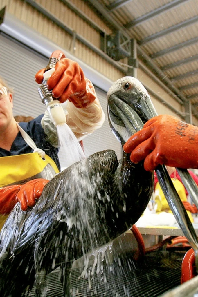 Workers cleaning off a Pelican of oil due to improper motor oil disposal
