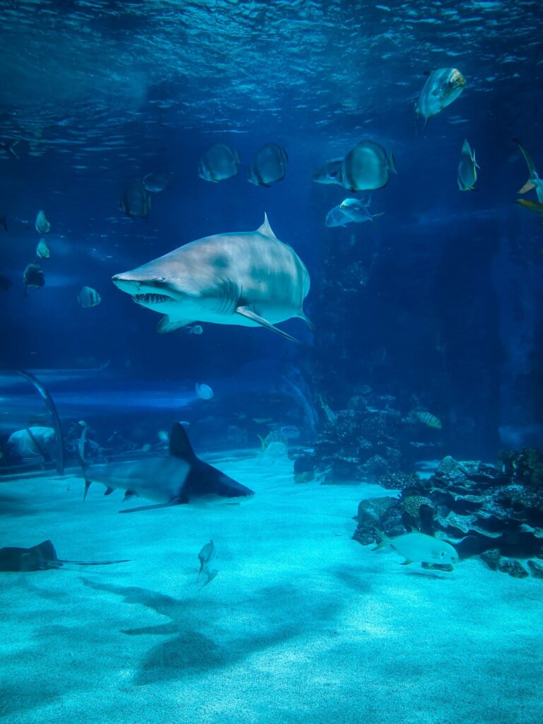 shark in the ocean with fish