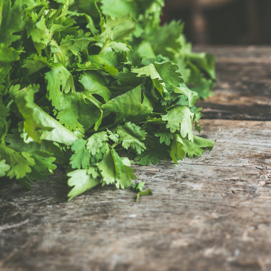 a head of cilantro for vegetarian cooking