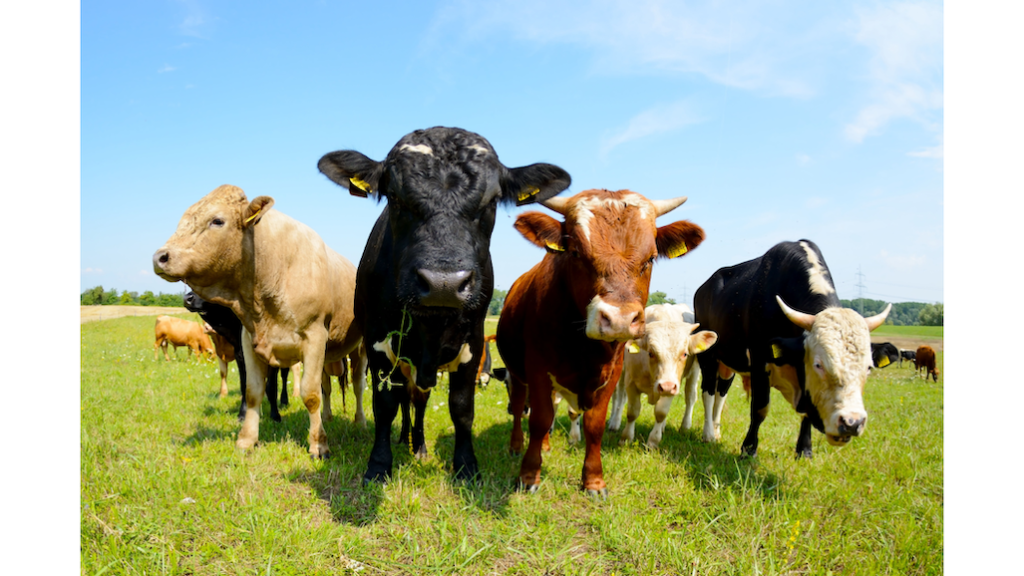 impacts of meat on the environment