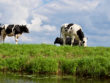 cows-grazing-meat