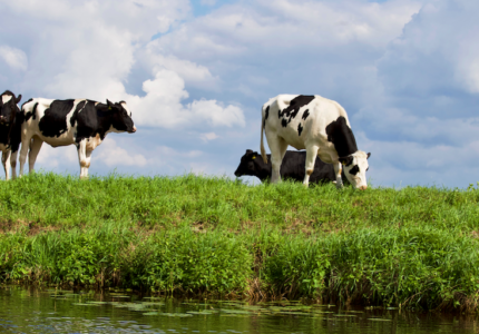 cows-grazing-meat