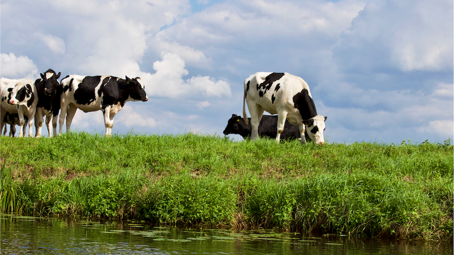 cows-grazing-meat