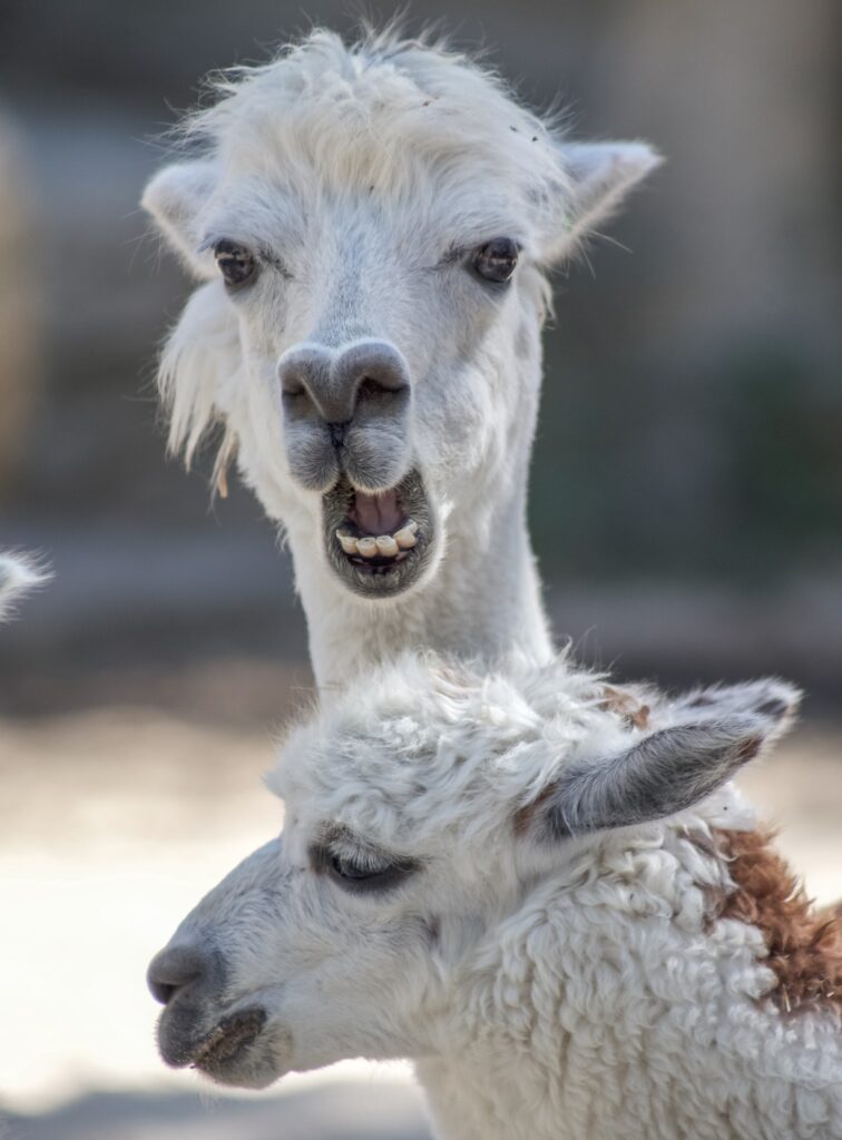 Healthy eating made simple by chewing your food. Here's a Lama chewing