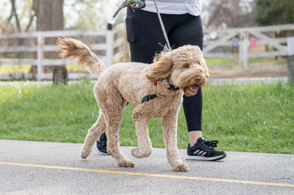 walking dog
