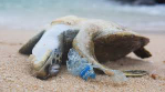Plastics damaging animals